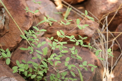 Euphorbia longistyla